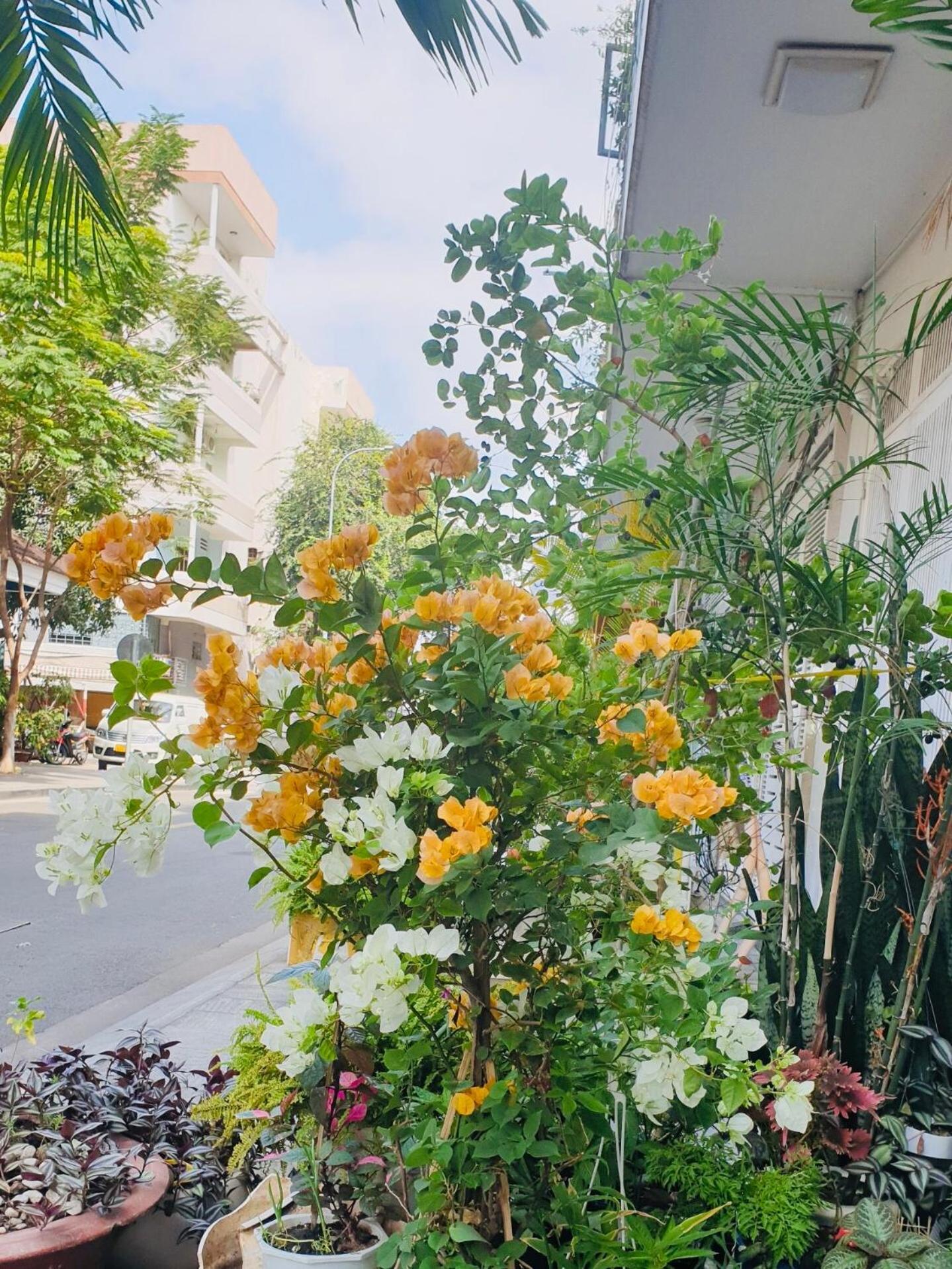 Chez Lotus Rose Hotel Ho Si Minh-város Kültér fotó